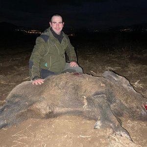 Giant Wild Boar Hunting Turkey