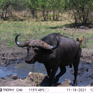 Buffalo Trail Camera Zambia