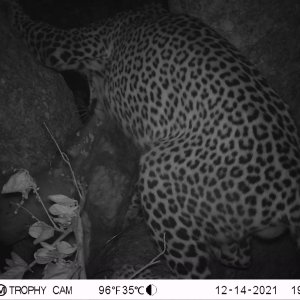 Leopard Trail Camera Zambia