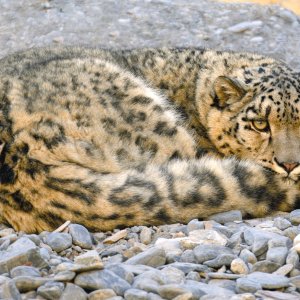 Snow Leopard Pakistan