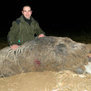 Huge Size Turkish Wild Boar