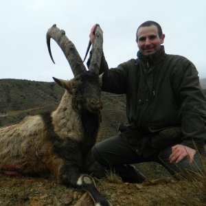 Hunting Bezoar Ibex Turkey