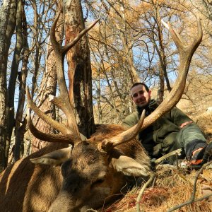 Hunting Mountain Red Stag