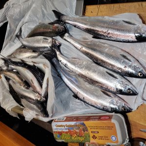 Kokanee & Rainbow Trout Fishing