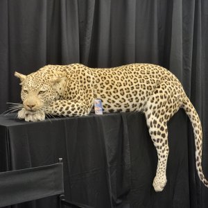 Leopard Full Mount Taxidermy