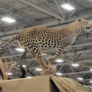 Leopard Full Mount Taxidermy