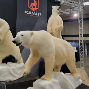 Reproduction Polar Bear Full Mounts Taxidermy
