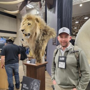 Reproduction Lion Pedestal Mount Taxidermy