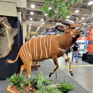 Bongo Full Mount Taxidermy