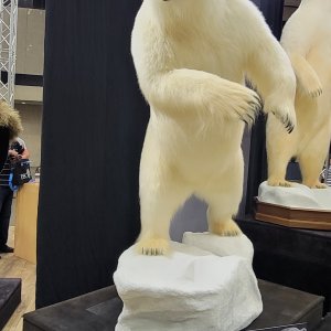 Reproduction Polar Bear Full Mount Taxidermy