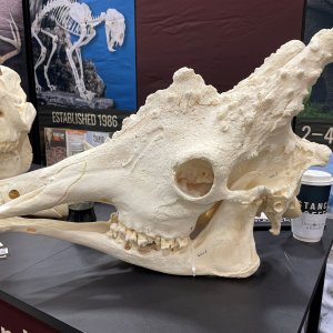 Giraffe Skull