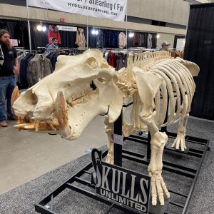 Hippo Skull