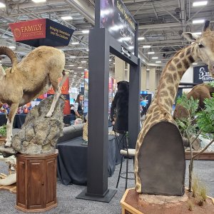 Giraffe Shoulder Mount & Bighorn Sheep Pedestal Mount Taxidermy