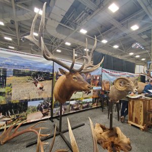 Red Stag Shoulder Mount Taxidermy