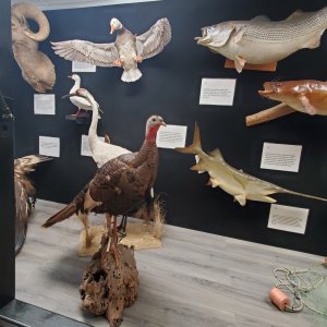 Bird & Fish Full Mounts Taxidermy