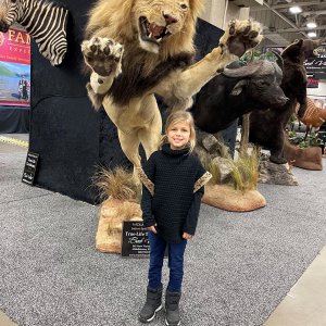 Lion Full Mount Taxidermy