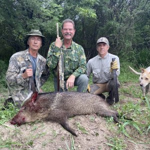 White-Lipped Peccary Hunt Argentina