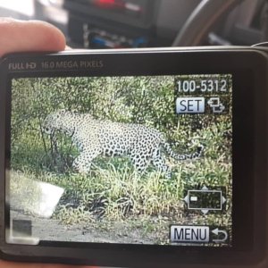 Leopard Trail Camera Botswana