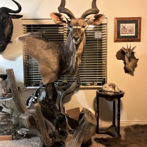 Kudu Pedestal Mount Taxidermy