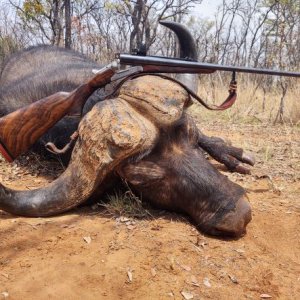 Buffalo Hunt South Africa