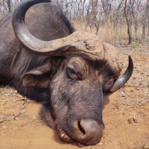 Buffalo Hunt South Africa