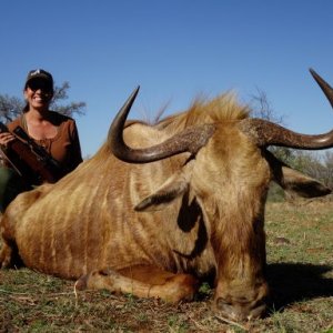 Golden Wildebeest Hunting South Africa
