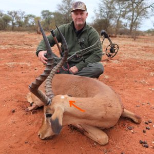 Impala Bow Hunting Botswana