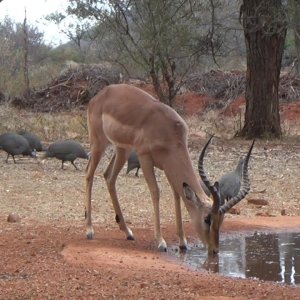 Bow Hunting Impala Botswana