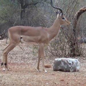 Bow Hunt Impala Botswana