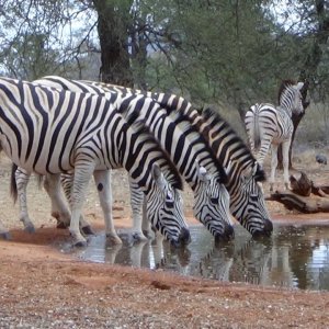 Bow Hunting Zebra Botswana