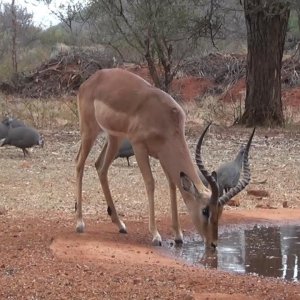 Bow Hunting Impala Botswana