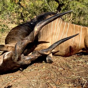 Lord Derby Eland Hunt Cameroon