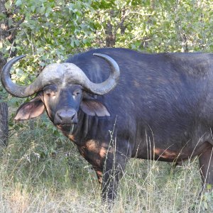 Buffalo South Africa