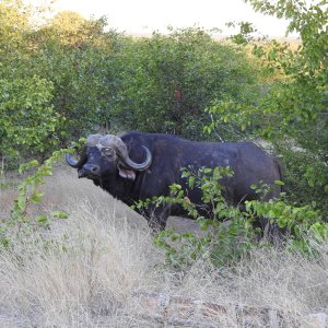 Buffalo South Africa