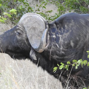 Buffalo South Africa