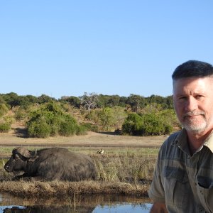 Buffalo Botswana