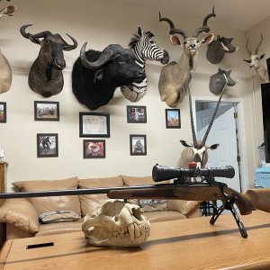 375 Sako 85 Rifle & Trophy Room