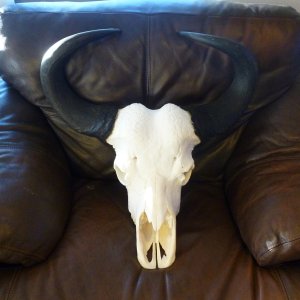 Buffalo Skull Taxidermy