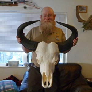 Buffalo Skull Taxidermy