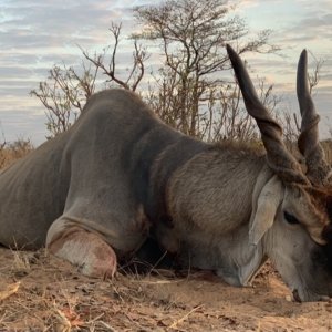 Eland Hunting Namibia