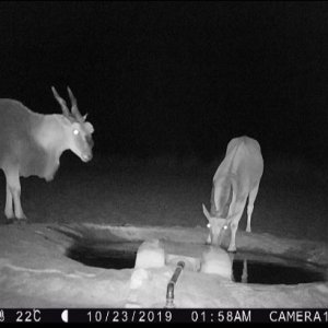 Eland Trail Camera Caprivi Namibia