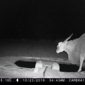 Eland Trail Camera Caprivi Namibia