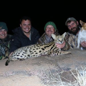 Serval Cat Night Hunting