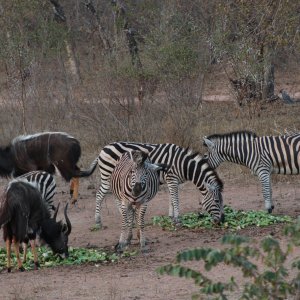 Zebra & Nyala South Africa