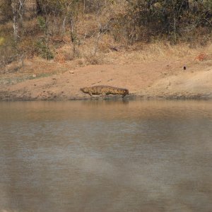 Crocodile South Africa