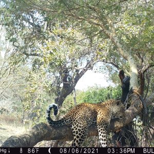 Leopard Trail Camera Tanzania