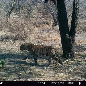 Leopard Trail Camera Tanzania