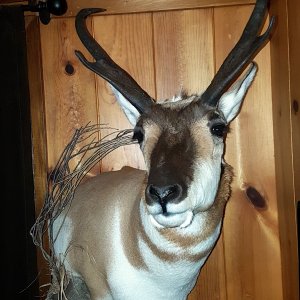 Pronghorn Shoulder Mount Taxidermy