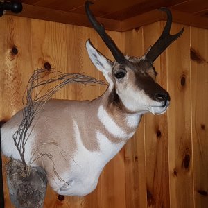 Pronghorn Shoulder Mount Taxidermy