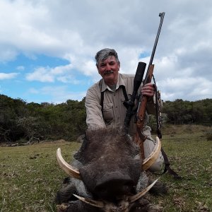 Warthog Hunting South Africa